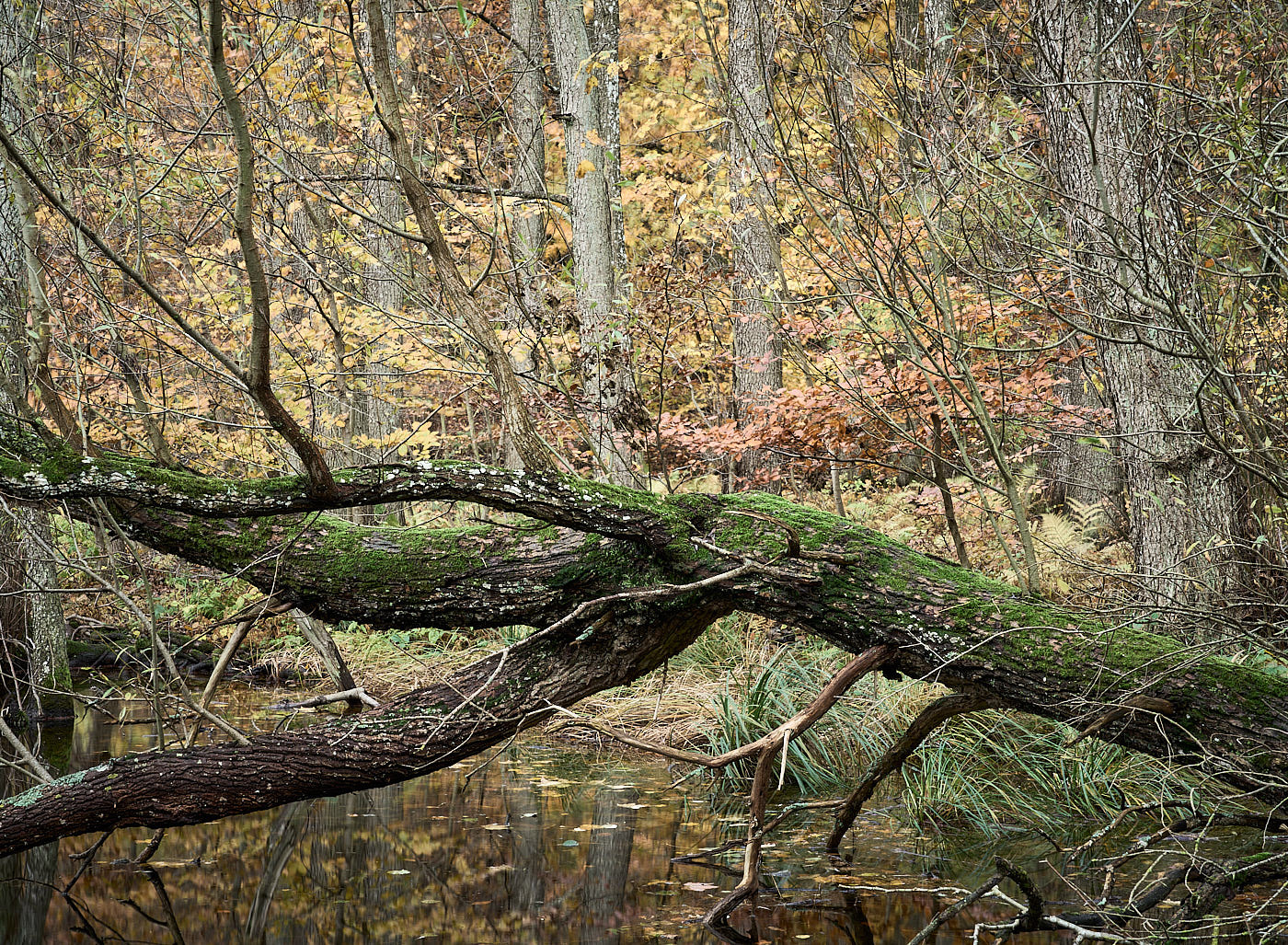  Torup Skog / Wet Woodland 