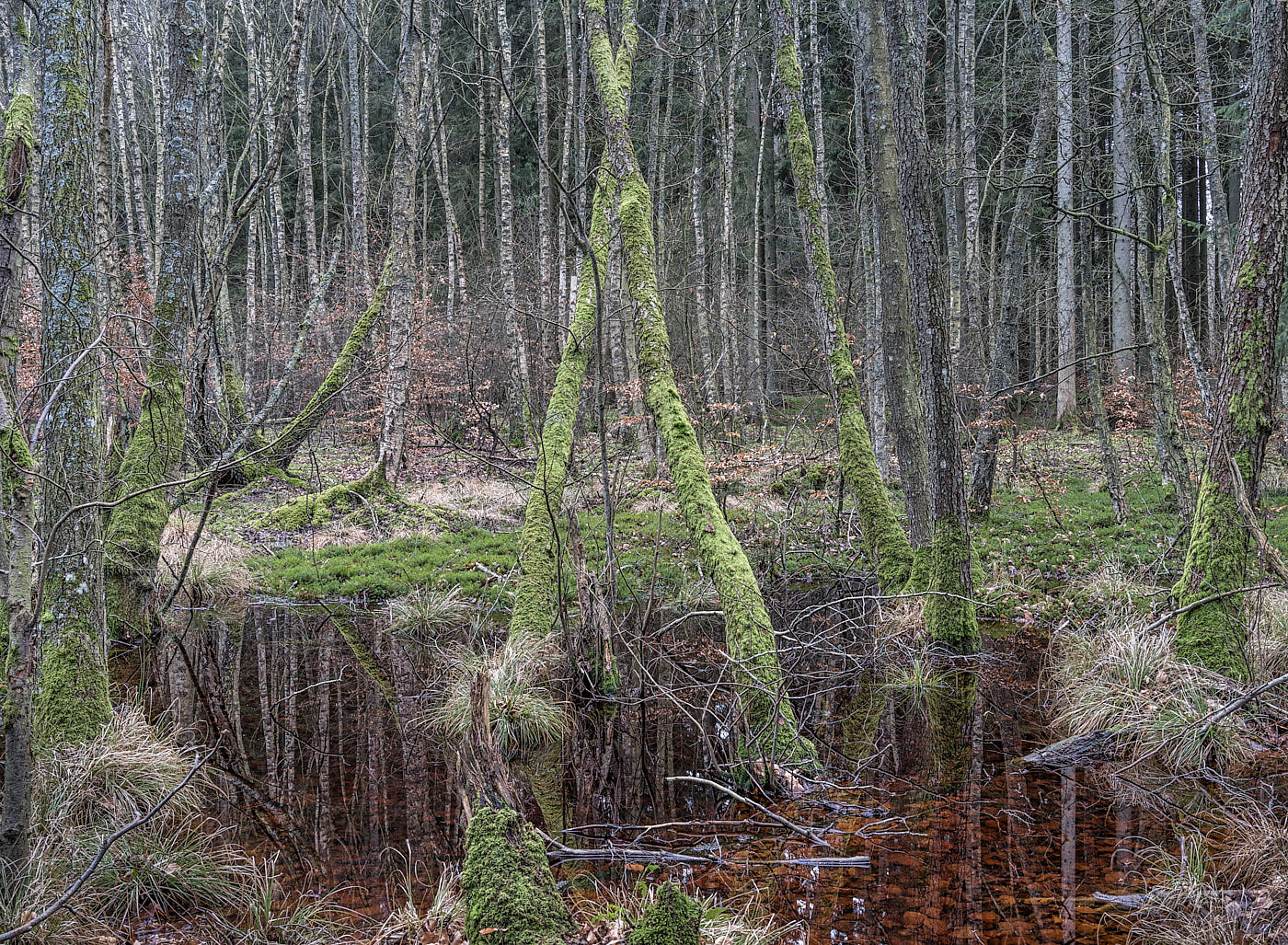  Torup Skog / Wet Woodland 