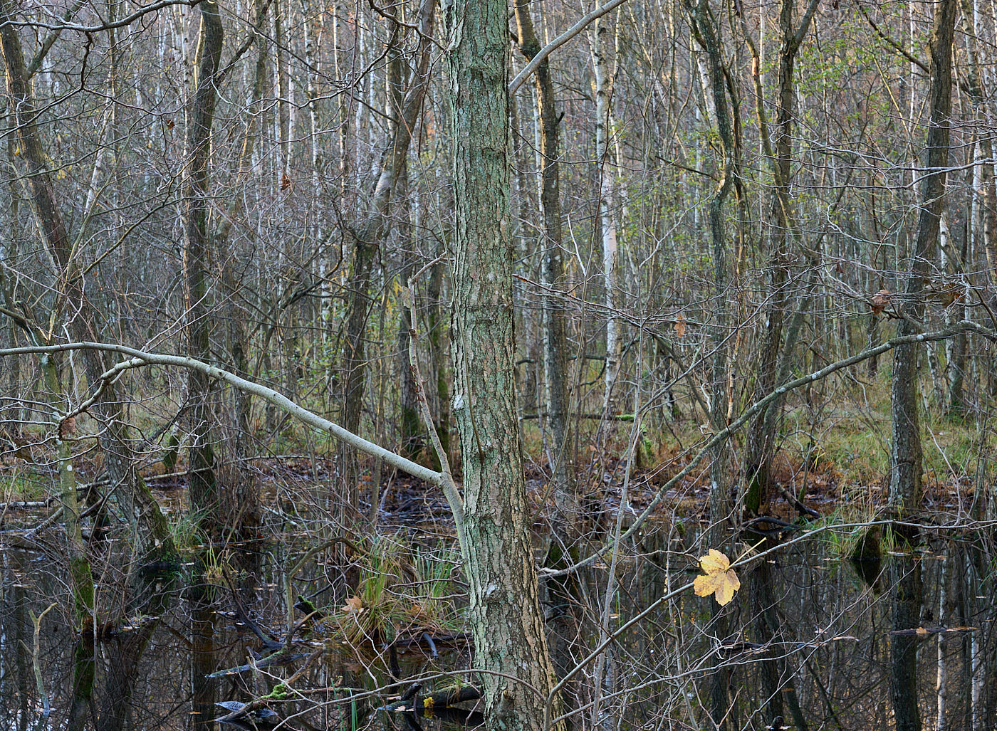  Torup Skog / Wet Woodland 
