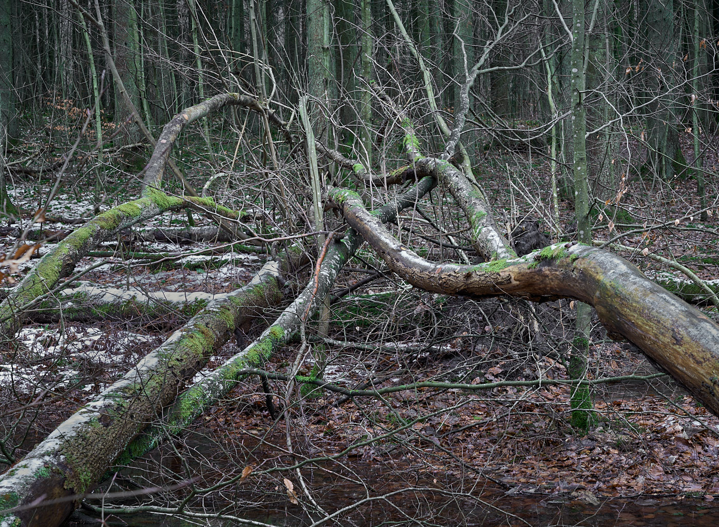  Torup Skog / Wet Woodland 