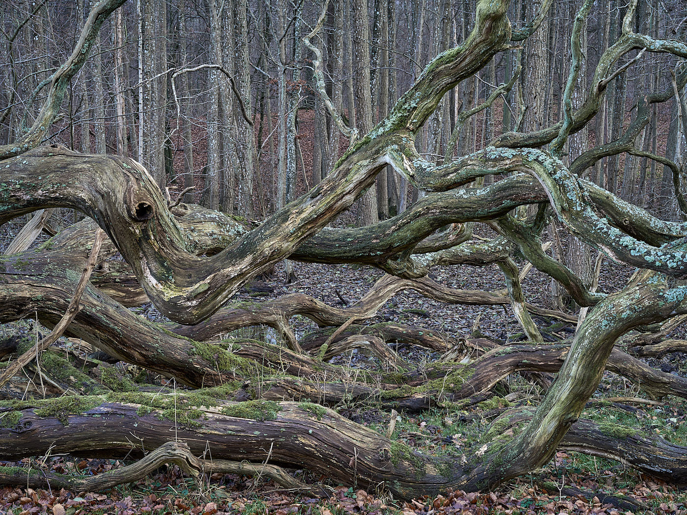  Torup Skog / Wet Woodland 