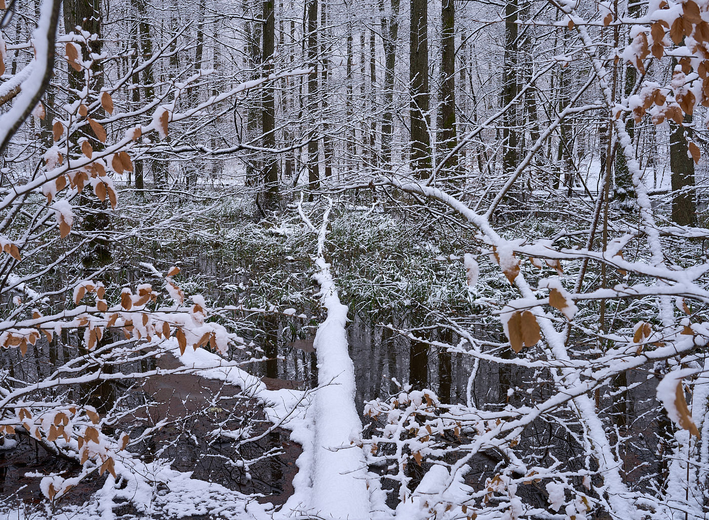  Torup Skog / Wet Woodland 
